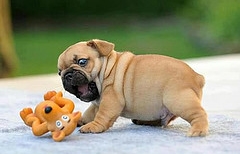 Pug-puppy-biting-toy